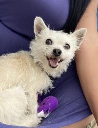 Lost Female Dog last seen Orchard and 14th street Santa Paula ca 93060, Santa Paula, CA 93060