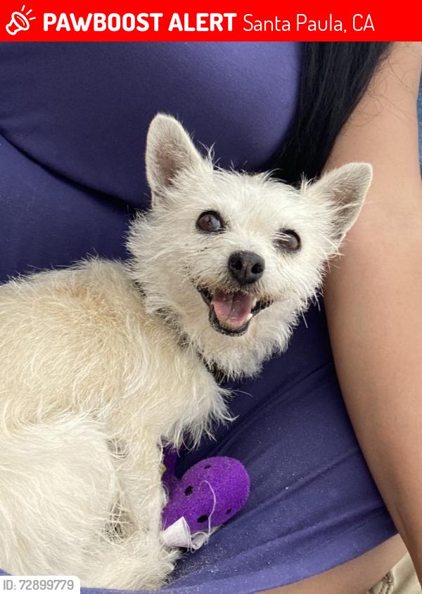 Lost Female Dog last seen Orchard and 14th street Santa Paula ca 93060, Santa Paula, CA 93060