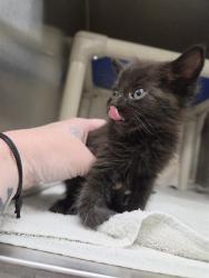 Shelter Stray Male Cat last seen Near BLOCK SILVERWOOD LN, Huntsville, AL 35805