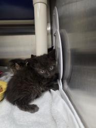 Shelter Stray Female Cat last seen Near BLOCK SILVERWOOD LN, Huntsville, AL 35805