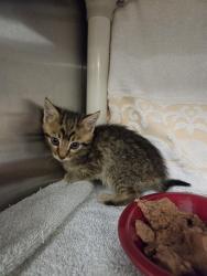 Shelter Stray Male Cat last seen Near BLOCK SILVERWOOD LN, Huntsville, AL 35805