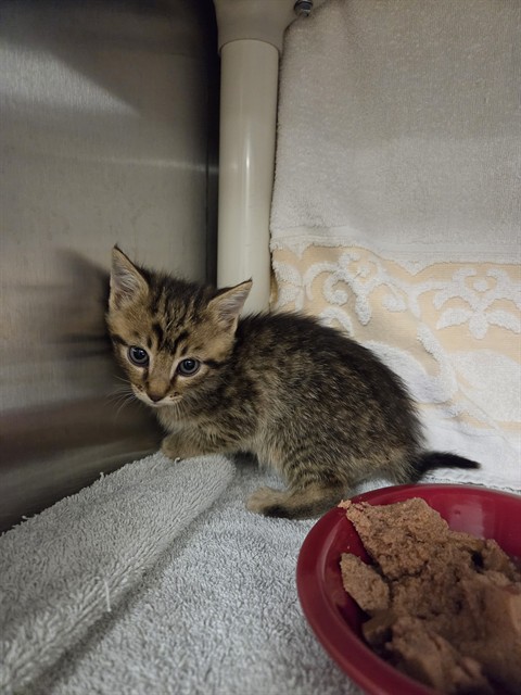 Shelter Stray Male Cat last seen Near BLOCK SILVERWOOD LN, Huntsville, AL 35805