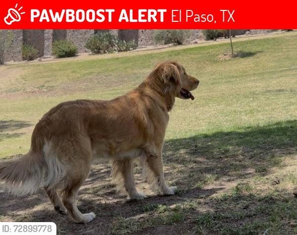 Lost Female Dog last seen Dyer St, Hayes Ave, Johnson Ave., El Paso, TX 79930