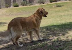 Lost Female Dog last seen Dyer St, Hayes Ave, Johnson Ave., El Paso, TX 79930