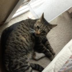 Lost Male Cat last seen Rotterdamn ave , 2013 zeeland court , 2012 zeeland court, Modesto, CA 95356