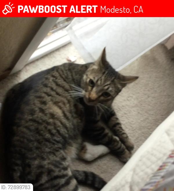Lost Male Cat last seen Rotterdamn ave , 2013 zeeland court , 2012 zeeland court, Modesto, CA 95356