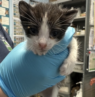 Shelter Stray Male Cat last seen Near BLOCK CIRCLE DR, BAKERSFIELD CA 93308, Bakersfield, CA 93308