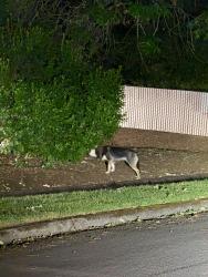 Found/Stray Unknown Dog last seen Near chipotle , Vancouver, WA 98662