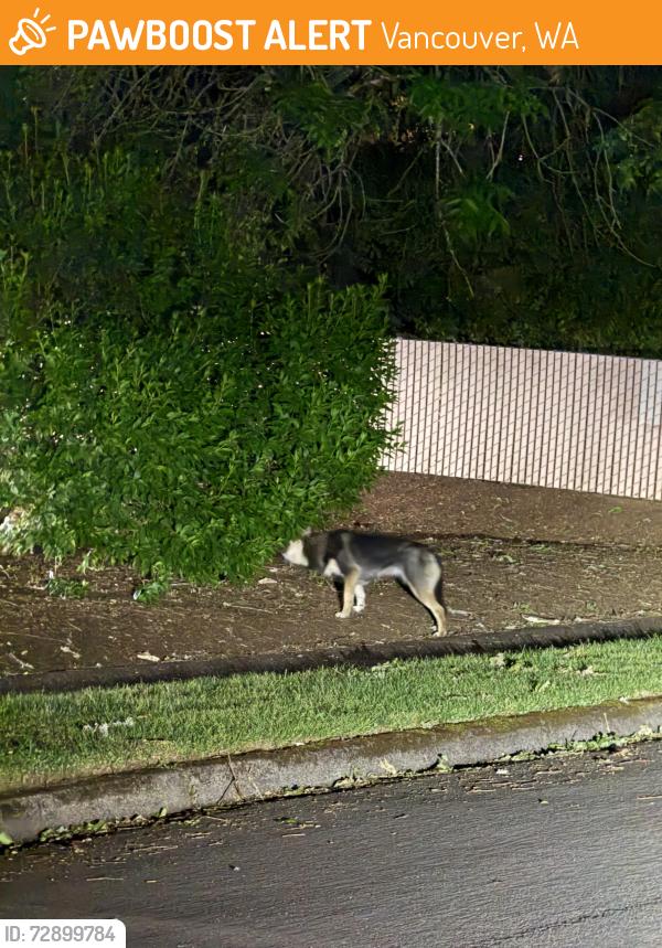 Found/Stray Unknown Dog last seen Near chipotle , Vancouver, WA 98662