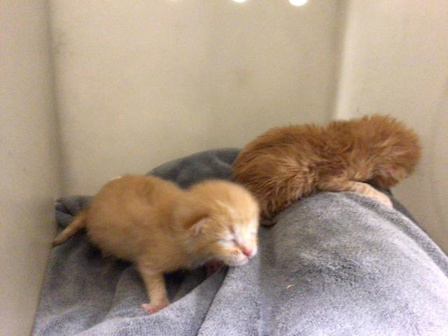 Shelter Stray Female Cat last seen Near BLOCK EVENINGSIDE, 6851 Van Buren Boulevard, Jurupa Valley, CA 92509, USA