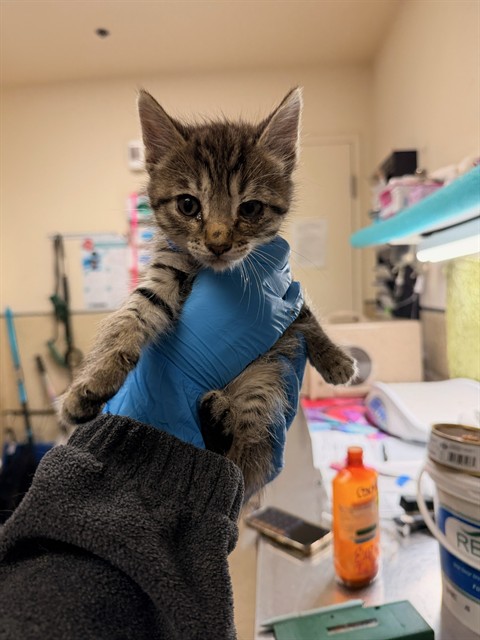 Shelter Stray Male Cat last seen Near BLOCK OLEANDER AVE, PERRIS CA 92570, Jurupa Valley, CA 92509