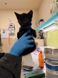 Shelter Stray Male Cat last seen Near BLOCK OLEANDER AVE, PERRIS CA 92570, Jurupa Valley, CA 92509