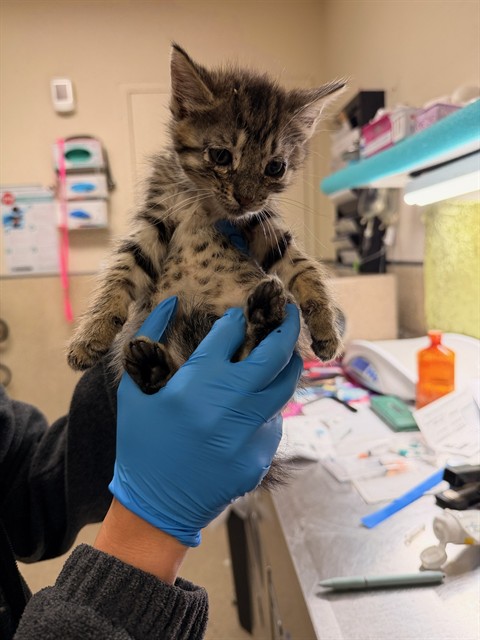 Shelter Stray Male Cat last seen Near BLOCK OLEANDER AVE, PERRIS CA 92570, Jurupa Valley, CA 92509