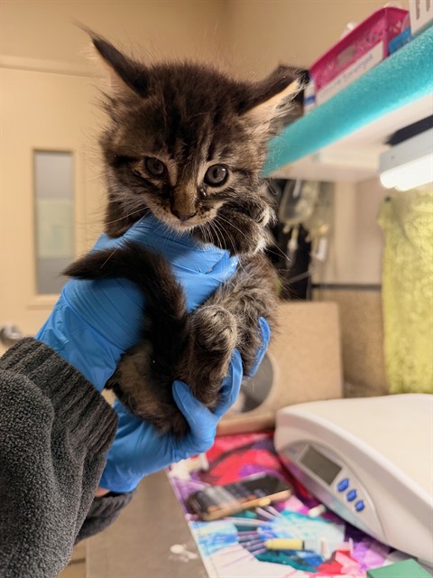 Shelter Stray Female Cat last seen Near BLOCK OLEANDER AVE, PERRIS CA 92570, Jurupa Valley, CA 92509