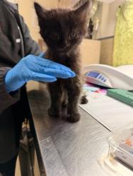 Shelter Stray Male Cat last seen Near BLOCK OLEANDER AVE, PERRIS CA 92570, Jurupa Valley, CA 92509