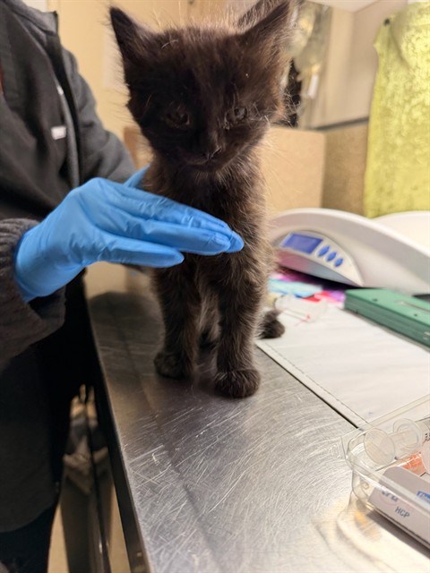 Shelter Stray Male Cat last seen Near BLOCK OLEANDER AVE, PERRIS CA 92570, Jurupa Valley, CA 92509