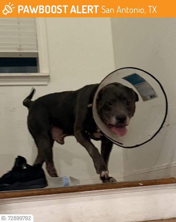 Found/Stray Male Dog last seen General McMullen, San Antonio, TX 78226