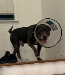 Found/Stray Male Dog last seen General McMullen, San Antonio, TX 78226