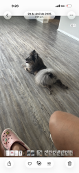Lost Male Dog last seen Near Bowen Ave 38122, Memphis, TN 38122