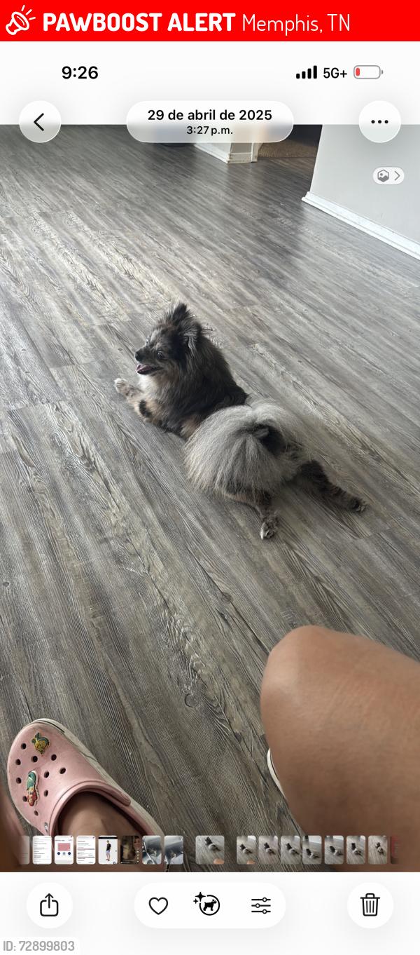 Lost Male Dog last seen Near Bowen Ave 38122, Memphis, TN 38122