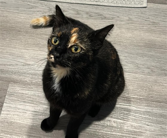 Shelter Stray Unknown Cat last seen MAGNIFICENT LN/GREENVALLEY BLVD GROVELAND 34736, 12280 County Rd 448, Tavares, FL 32778, USA