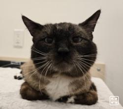 Reunited Male Cat last seen Comox Street and Guilford Street, Vancouver, BC V6G 1R1