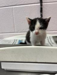 Shelter Stray Male Cat last seen ST AUGUSTINE RD, Jacksonville, FL 32204