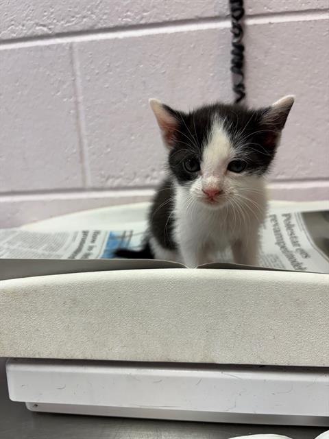 Shelter Stray Male Cat last seen ST AUGUSTINE RD, Jacksonville, FL 32204