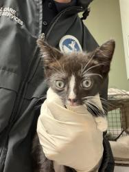 Shelter Stray Male Cat last seen Near BLOCK N UNIVERSITY CLUB BLVD, Jacksonville, FL 32204