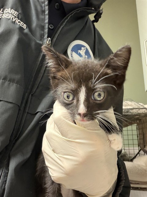 Shelter Stray Male Cat last seen Near BLOCK N UNIVERSITY CLUB BLVD, Jacksonville, FL 32204