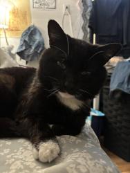 Lost Male Cat last seen Calendula Dr, Buena Park, Buena Park, CA 90620