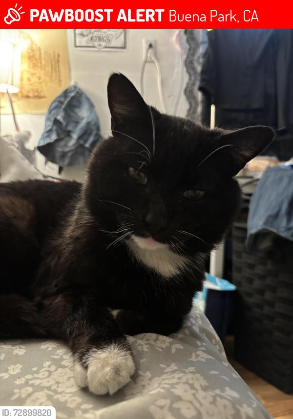 Lost Male Cat last seen Calendula Dr, Buena Park, Buena Park, CA 90620