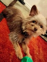 Reunited Male Dog last seen Anaheim blvd and Lincoln , Anaheim, CA 92815
