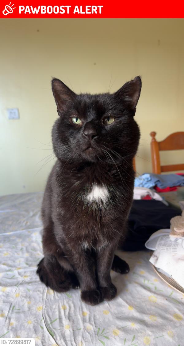 Lost Male Cat last seen Daisy hill hosp , Newry, Mourne and Down, Northern Ireland BT35 8QD