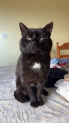Lost Male Cat last seen Daisy hill hosp , Newry, Mourne and Down, Northern Ireland BT35 8QD