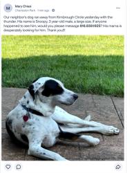 Lost Male Dog last seen Kimbrough Circle, Lee's Summit, MO 64063