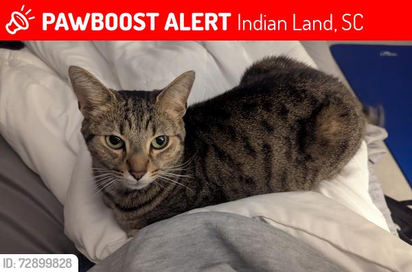 Lost Female Cat last seen W Arrow lake Court and Sey Mullis, Indian Land, SC 29707