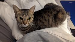 Lost Female Cat last seen W Arrow lake Court and Sey Mullis, Indian Land, SC 29707