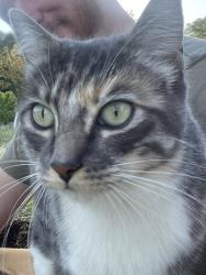 Reunited Male Cat last seen Mcnab ranch road , Mendocino County, CA 95482