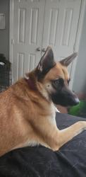 Lost Male Dog last seen Near wheatland dr , Fort Worth, TX 76179