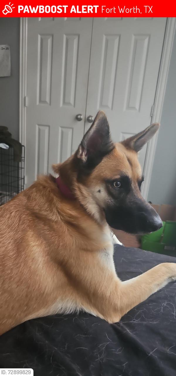Lost Male Dog last seen Near wheatland dr , Fort Worth, TX 76179
