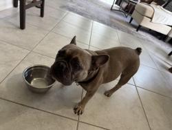 Found/Stray Female Dog last seen Back yard, scared, Osceola County, FL 34772
