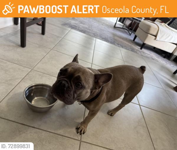 Found/Stray Female Dog last seen Back yard, scared, Osceola County, FL 34772