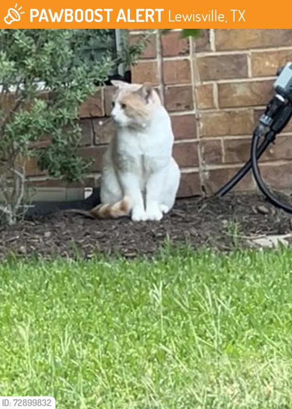 Found/Stray Unknown Cat last seen Laramie, Lewisville, TX 75077