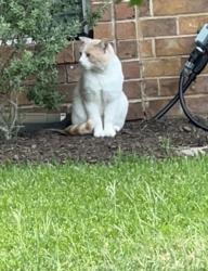 Found/Stray Unknown Cat last seen Laramie, Lewisville, TX 75077