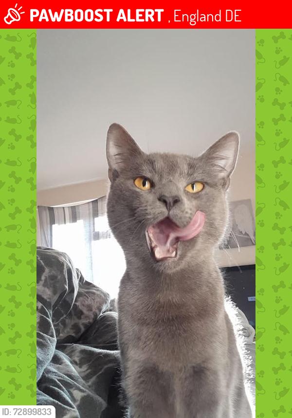 Lost Female Cat last seen Shelton lock / Merrill way , , England DE24