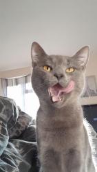 Lost Female Cat last seen Shelton lock / Merrill way , , England DE24