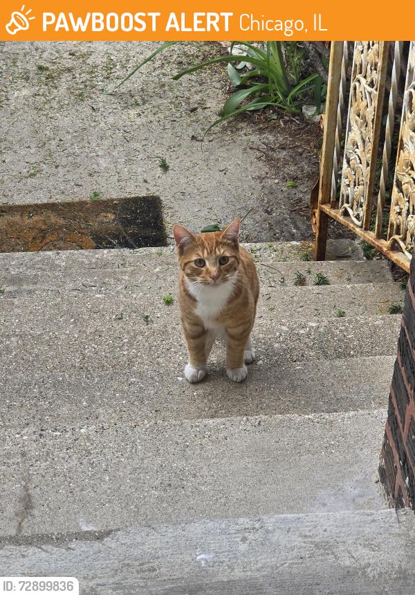 Found/Stray Unknown Cat last seen Belmont and meade, Chicago, IL 60634