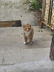 Found/Stray Unknown Cat last seen Belmont and meade, Chicago, IL 60634