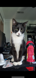 Lost Female Cat last seen Old North Rd by the animal care clinics, Denton, TX 76209